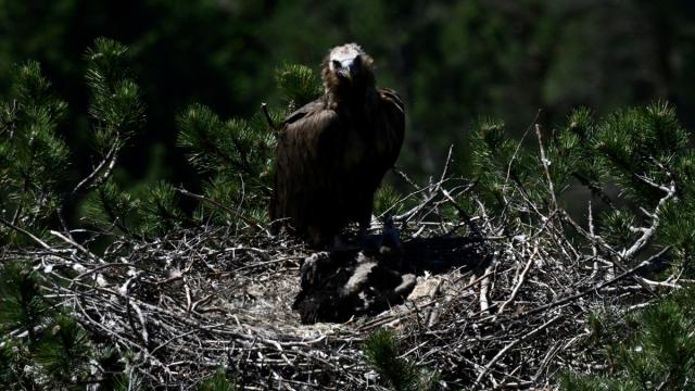 Kara akbaba "Doruk" yuvasında yavrusuyla görüntülendi