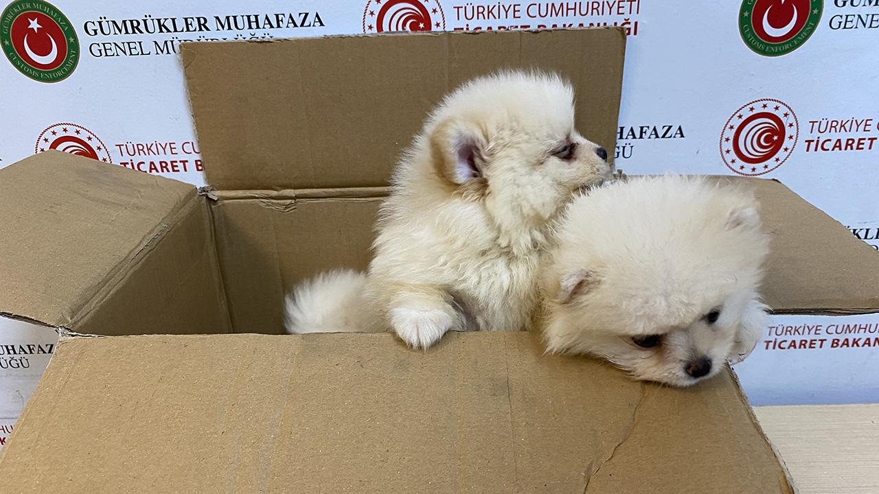 Kapıkulede 6 pomeranian yavru köpek ele geçirildi
