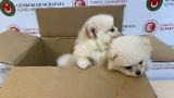 Kapıkule’de 6 pomeranian yavru köpek ele geçirildi