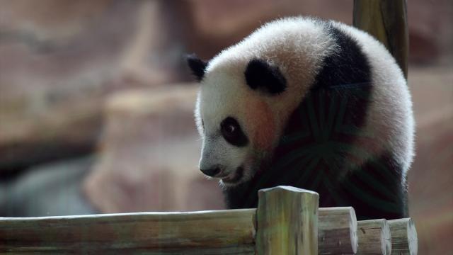 Endonezya'daki dev panda yavrusu Satrio Wiratama