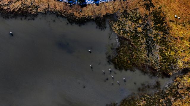 İzmir Kuş Cenneti biyolojik çeşitliliğiyle öne çıkıyor