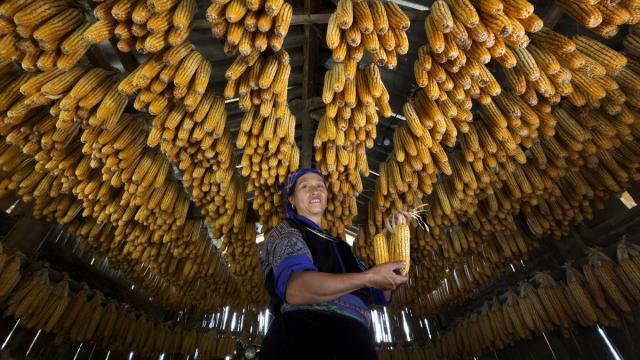 Vietnam'ın dağ köylerinde mısır hasadı evleri sarıya boyadı