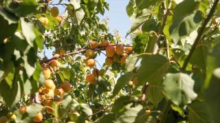 Mersin'in tescilli Mut kayısısında hasat mesaisi sürüyor