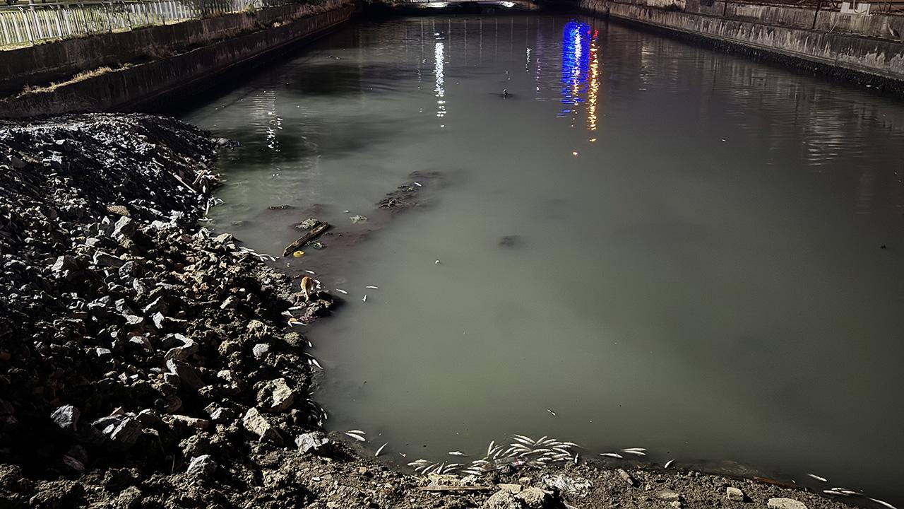 Bakırköy’de dere yatağında binlerce ölü balık bulundu