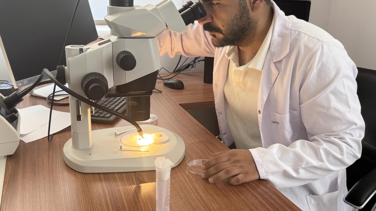 Zararlı böceklerin tahribat yaptığı bölgelere müdahale