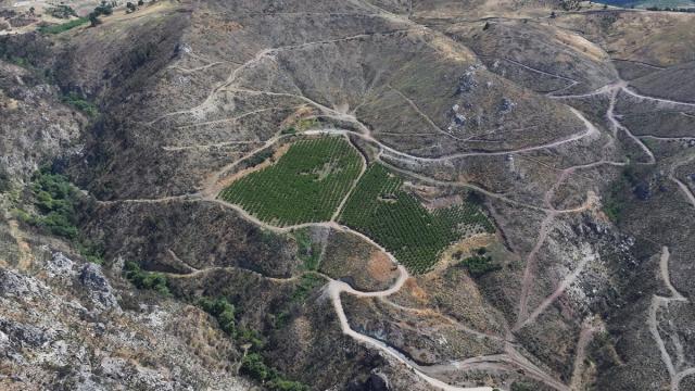 Geçen yıl orman yangının ortasında kalan nektarin bahçesi meyve verdi