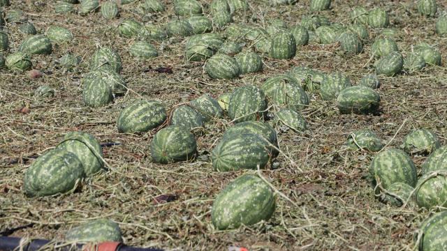 Tekirdağ'da etkili olan doludan 35 bin dekar tarım alanı zarar gördü