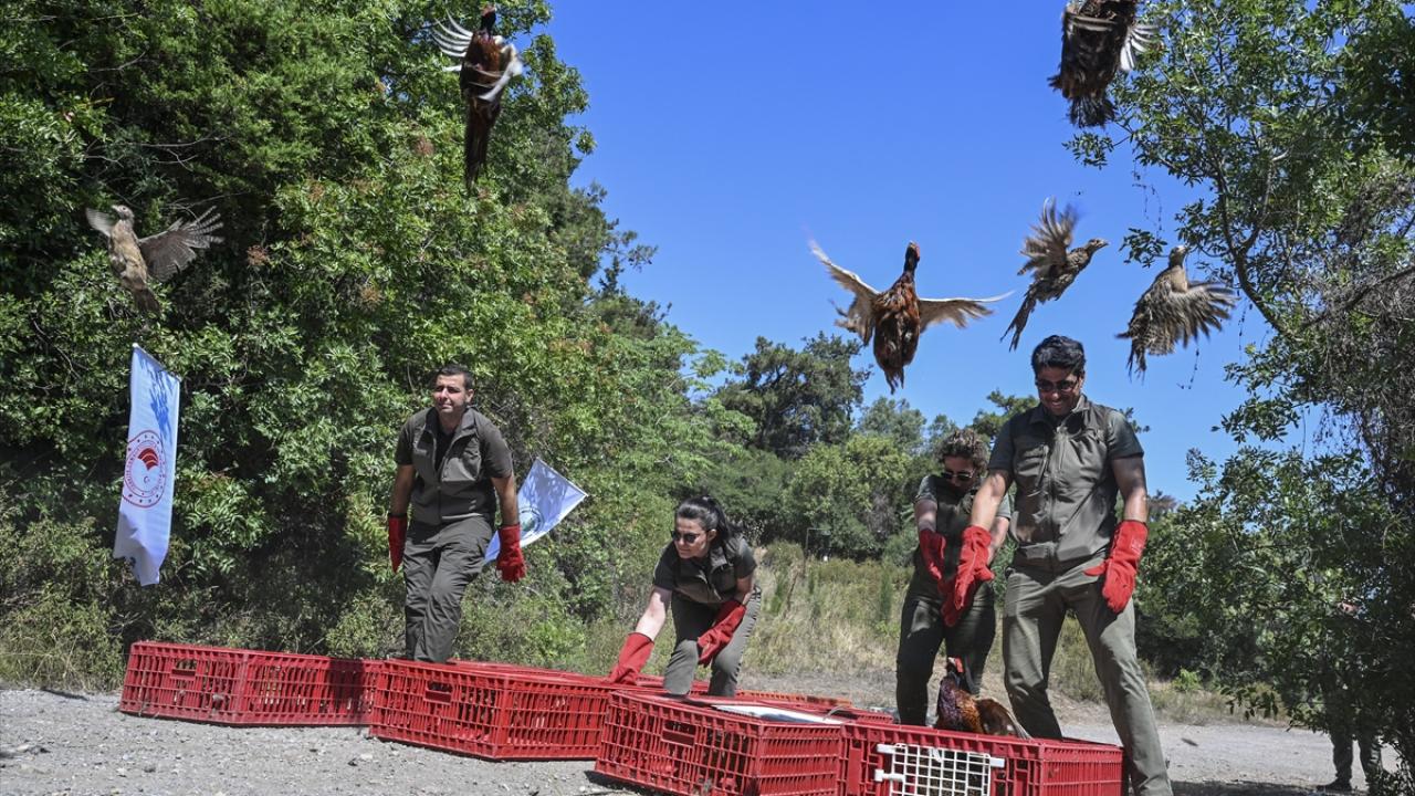 Ekosistemin dengesinin korunmasına destek veriyor