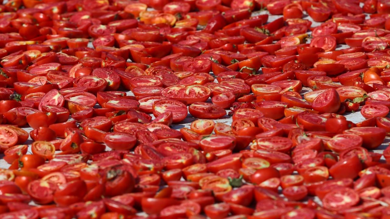Torbalı`da 50 bin dönüm alanda domates üretiliyor