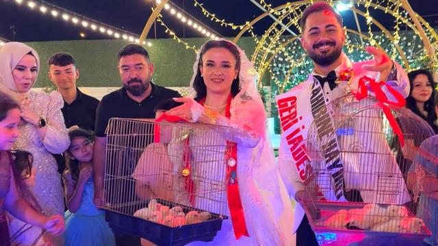 Düğünde altın yerine 100 civciv taktı haber görseli