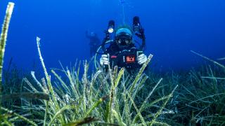 Ekincik Koyu'nun sualtı zenginliği "posidonia oceanica" çayırları