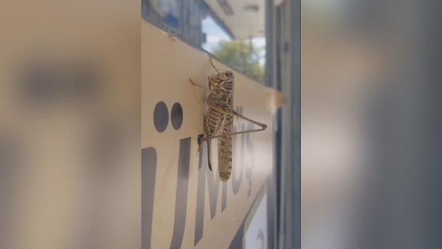 İstanbul'daki çekirge yoğunluğunun sebebi mevsimsel popülasyon artışı haber görseli