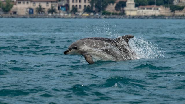 Marmara Denizi ısınıyor: Ekosistemi neler bekliyor? haber görseli