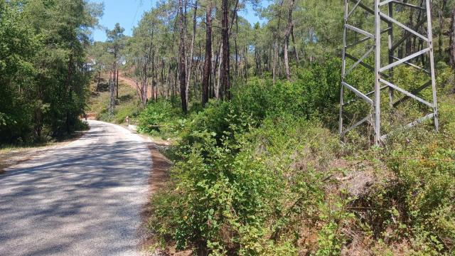 OGM'den yangın mesaisi: 16 bin 500 bin kilometre orman yolu temizlendi haber görseli