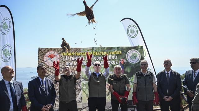 İstanbul'da yetiştirilen sülünler kene ve kahverengi kokarcayla mücadeleye katkı için doğaya salındı