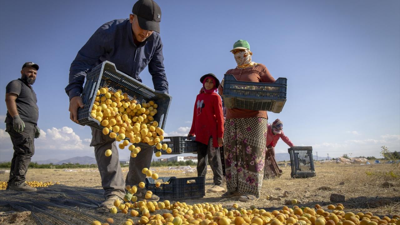 Aroması, şeker oranı, potasyum zenginliğiyle ayrışıyor
