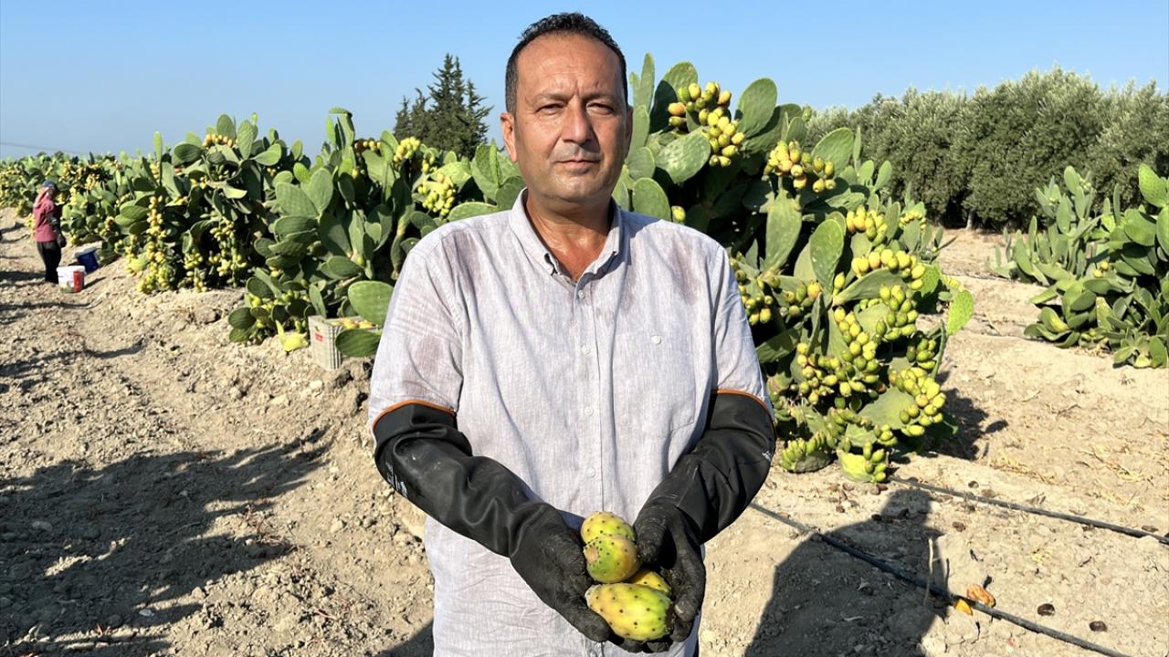 Hasat erken saatlerde yapılıyor