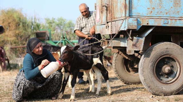 40 yıllık besici çiftin, 'yüz binde bir görülen' üçüz buzağı sevinci haber görseli