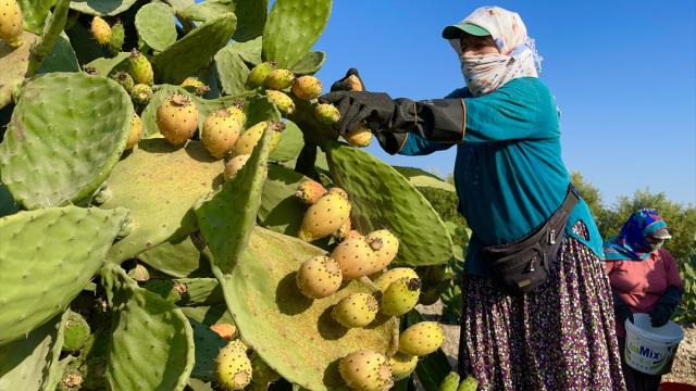 Mersin'de dikenli incir üreticilerinin zorlu hasat mesaisi başladı
