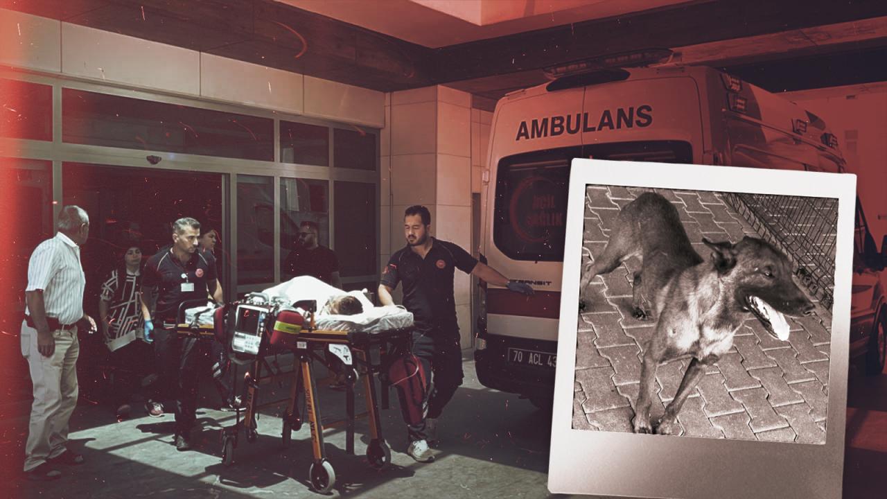 Karaman’da 3 yaşındaki çocuğa saldıran köpeğin sahibi tutuklandı