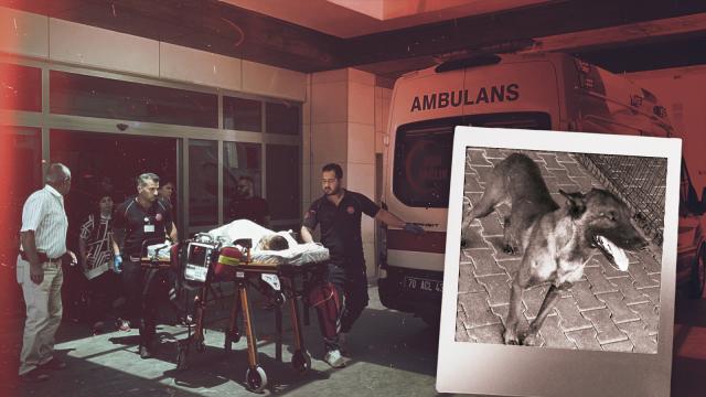 Karaman'da 3 yaşındaki çocuğa saldıran köpeğin sahibi tutuklandı haber görseli
