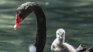 Kuğulu Park'ın yeni sakinler
