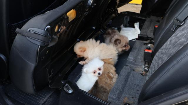 Edirne'de Pomeranian cinsi 5 köpek yavrusu ele geçirildi haber görseli