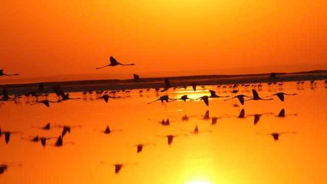 Tuz Gölü'nde flamingolar yavrularını "kreş sistemi" ile büyütüyor