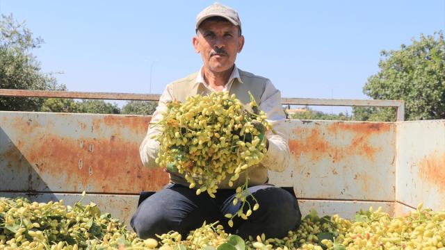 Kilis'te boz Antep fıstığı hasadı başladı