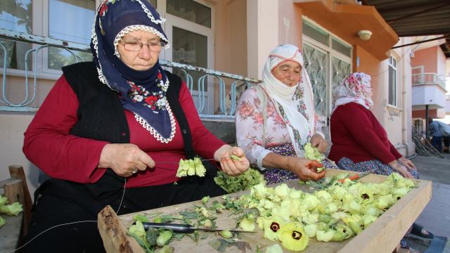 Coğrafi işaretli Amasya çiçek bamyasında hasat zamanı