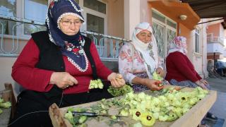 Coğrafi işaretli Amasya çiçek bamyasında hasat zamanı