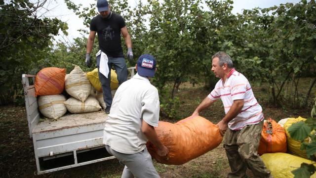 Ordu'da fındık hasadı erken başladı