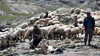Doğu Karadeniz yaylalarında aile geleneği olan çobanlığı sürdürüyor