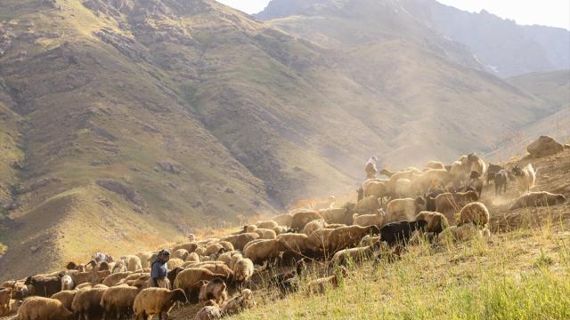 Hakkari'de kadın üreticilerin yaylalardaki süt sağım mesaisi sürüyor