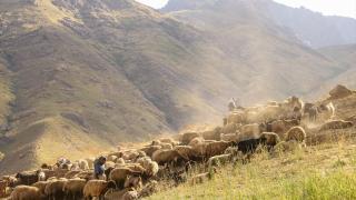 Hakkari'de kadın üreticilerin yaylalardaki süt sağım mesaisi sürüyor