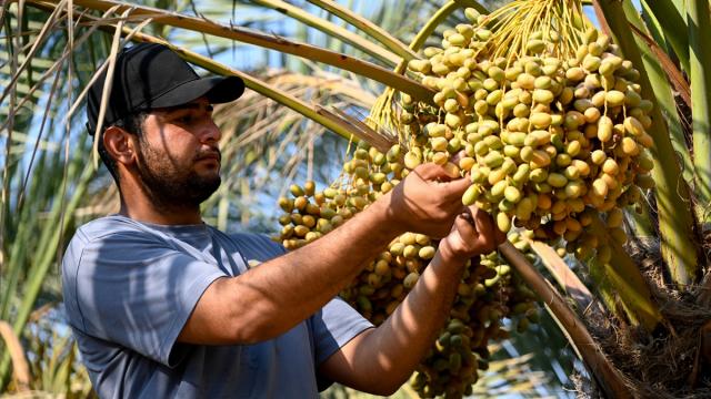 Irak'ta onlarca çeşidi bulunan hurma hasadı başladı
