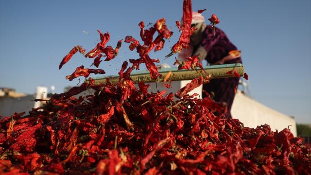 Suriyeli çiftçilerin biber kurutma mesaisi