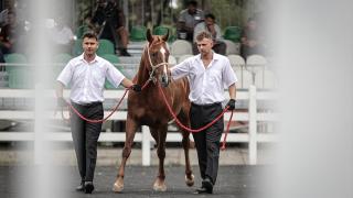 TİGEM, 30 safkan Arap tayının satışından yaklaşık 28 milyon lira gelir elde etti