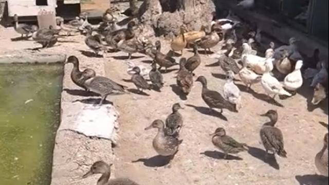 Ekipler yaban hayvan ticaretine göz açtırmıyor haber görseli