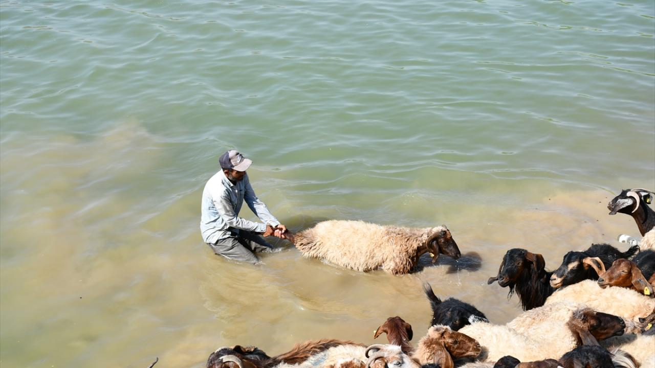 "Hava çok sıcak, hayvanlar da bunalıyor"