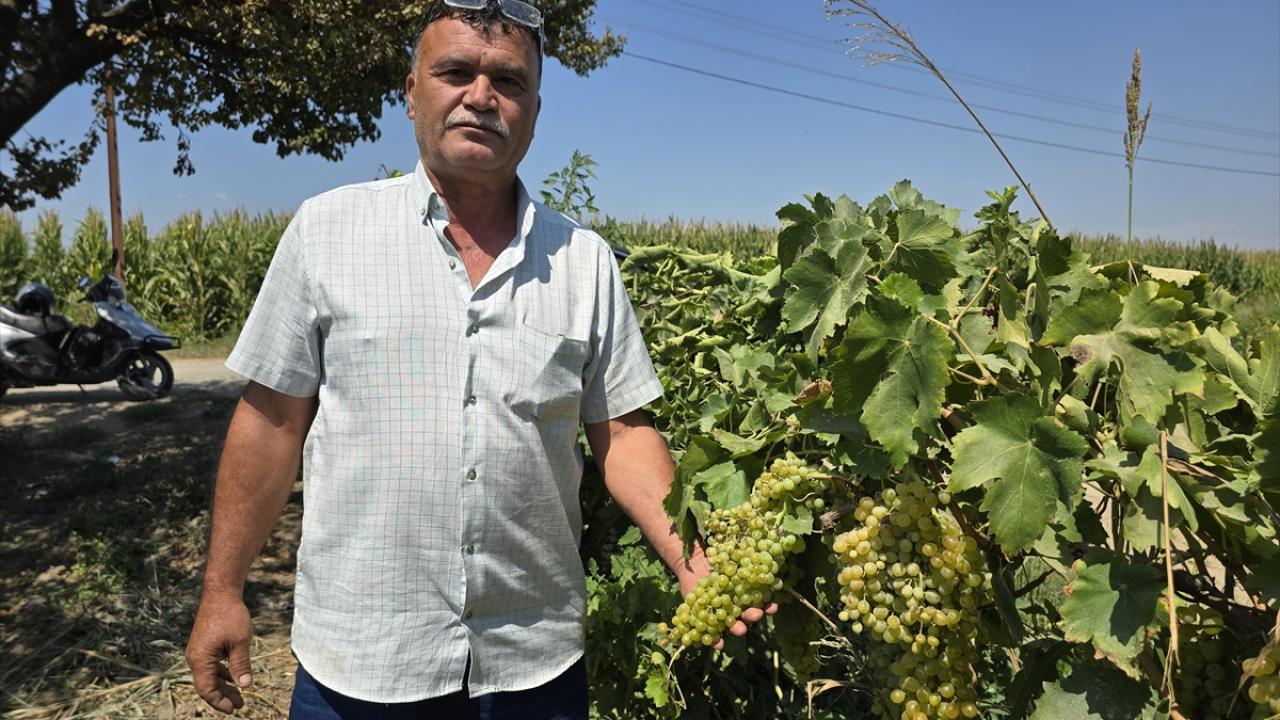 Hava koşulları hasat sürecini öteledi