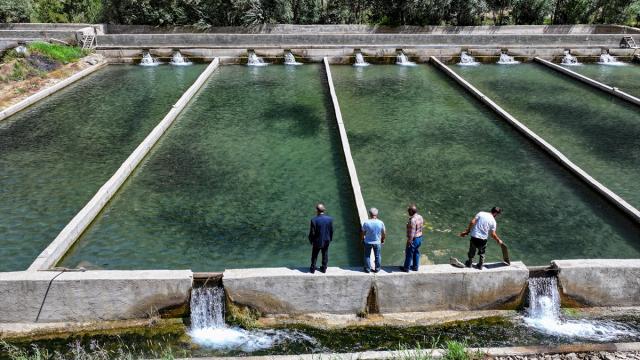 Alabalık yetiştiricisi, devlet desteğiyle büyüttüğü tesisin kapasitesini 250 tona çıkardı