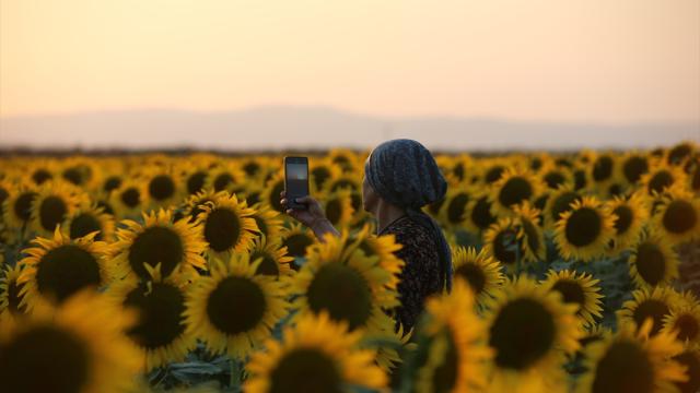 Aydın'da ayçiçeği tarlaları fotoğraf tutkunlarını ağırlıyor