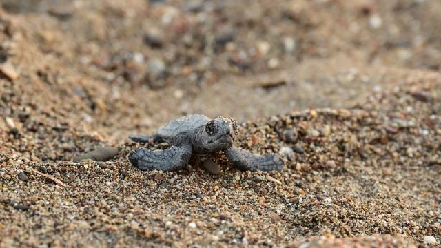 Antalya'da caretta carettaların yuvalarında yavru çıkışları sürüyor