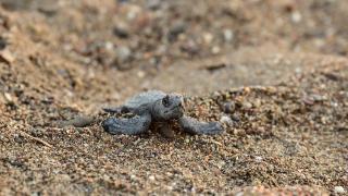 Antalya'da caretta carettaların yuvalarında yavru çıkışları sürüyor