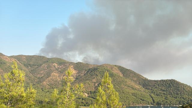Muğla'da orman yangını haber görseli
