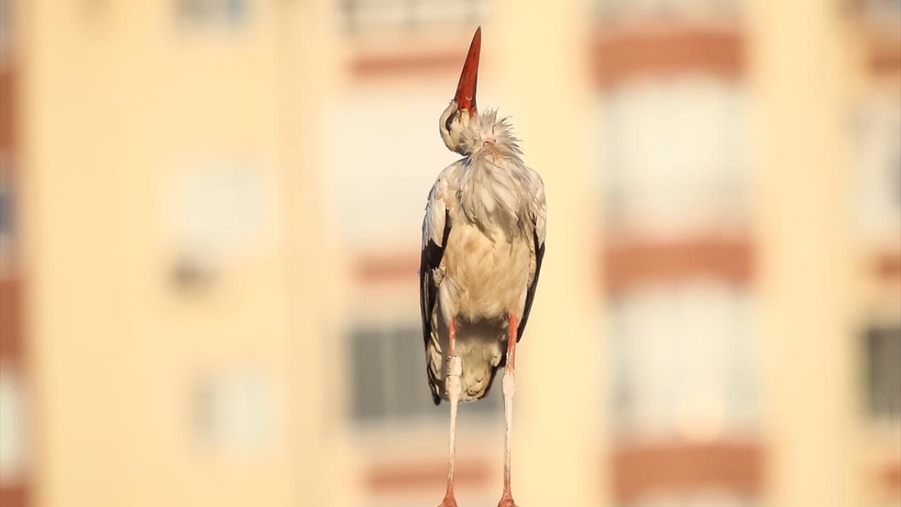 "Doğanın ve dostluğun bir bağını görüyoruz"