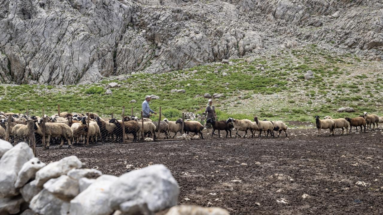 "Köpeklerimiz olmasa yaban hayvanlarıyla mücadele etmek çok zor"