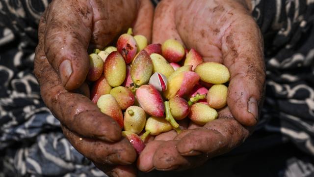Boz Antep fıstığında hasat zamanı