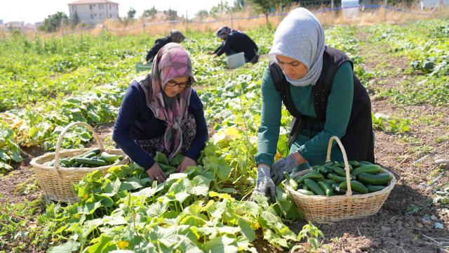 Çubuk turşusu 45 çeşidiyle dünya lezzetleri arasında haber görseli